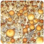 Псилоцибиновые (галлюциногенные) грибы в Глазове Psilocybin "Golden Teacher" Псилоцибиновые (галлюциногенные) грибы в Глазове Psilocybin "Golden Teacher"